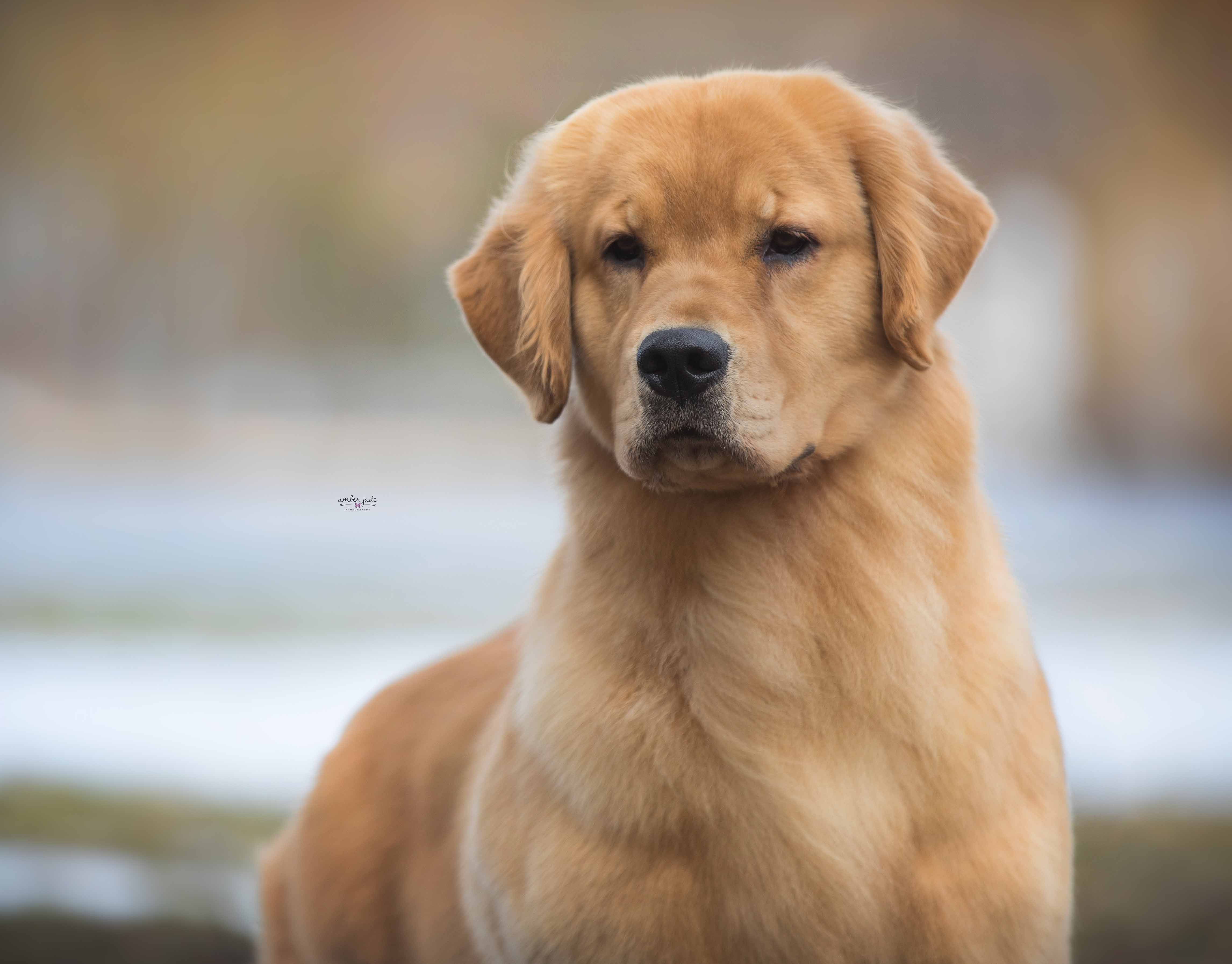 Sun Golden Golden Retrievers